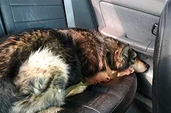 В Сысерти спасли хаски, истекавшего кровью