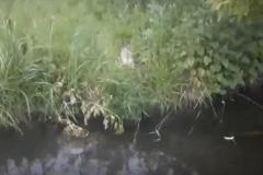 В Екатеринбурге рыба заживо сварилась в реке
