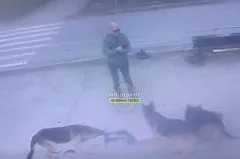 В Нижнем Тагиле владелец трех овчарок натравливает их на людей и снимает расправу на свой телефон