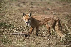 Домашняя лиса искусала ребенка-инвалида в Пермском крае