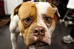 Полицейские застрелили собак, загрызших женщину в Челябинске