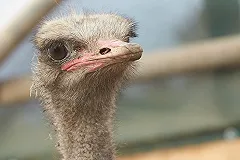 В Калининграде посетители до смерти напугали страуса