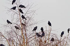 Стаи ворон осадили больницу в Екатеринбурге