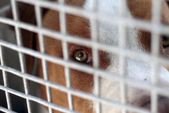 В Нижнем Тагиле питбуль покусал женщину и загрыз ее питомца