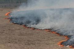 Правительство запретило сжигать сухую траву