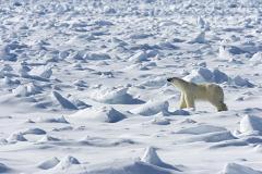 Белый медведь загрыз строителя оборонного объекта в Арктике