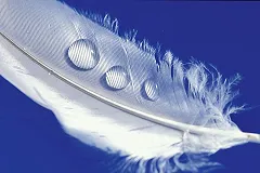 Роскачество нашло недостатки более чем в половине пуховиков в России