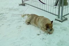 Полиция раскрыла причины гибели собаки в новогодние каникулы на Широкой Речке