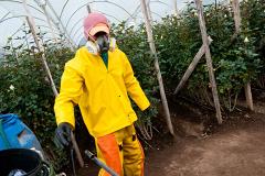 В Режевском районе наказали агрария, «подкармливающего» овощи на продажу химией