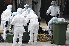 Министерство сельского хозяйства Китая сообщило о вспышке птичьего гриппа