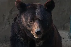 Известного хоккейного тренера насмерть загрыз медведь в лесу