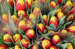 Мужчины недооценивают тюльпаны и мимозу