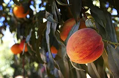 СМИ: Кремль готовится смягчить продуктовое эмбарго для трех стран ЕС