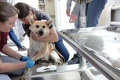 Волонтеры из УрГАУ продолжают творить добро