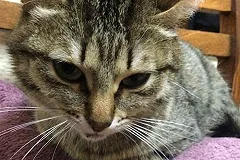 Свердловчанина, который выбросил кошку из окна, отправили в колонию строгого режима