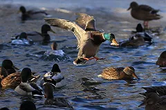 Пятого февраля екатеринбуржцам покажут, как правильно кормить уток