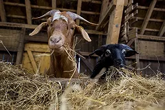 УГМК построит на Урале крупнейшую в Европе козью ферму