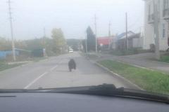 В Серове, Реже и Североуральске на улицах заметили медвежат