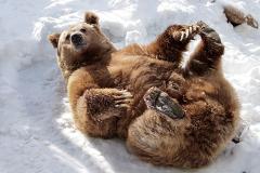 В Екатеринбурге проснулись медведи