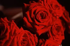 В сети поглумились над берущими в прокат гигантские букеты для селфи девушками