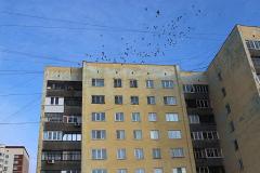 Соседи объявили войну екатеринбуржцу, превратившему квартиру в голубятню