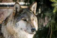 В уральском районе волк загрыз сразу двух собак