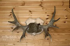 Немца, обвиняемого в убийстве на охоте, освободят под большой залог