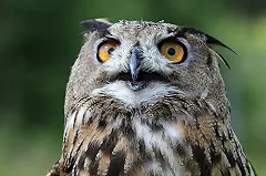 Пожарные в ЯНАО спасли полярную сову, на которую напали вороны