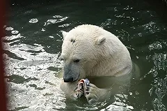 Прокуратура начала проверку по факту убийства белого медведя взрывпакетом