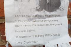 Жительница Ростовской области начала продавать живых львят