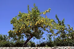 Ткачев пообещал к 2020 году сократить сельскохозяйственный импорт до цитрусовых