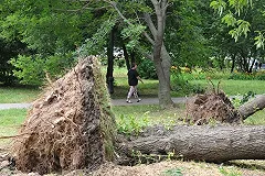 Мэрия столицы советует москвичам укрыться за закрытыми дверями и окнами