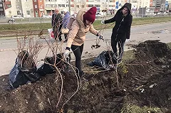 Спецавтобаза высадила деревья на месте бывшей свалки мусора