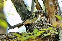 Начало новой недели в Екатеринбурге будет дождливым