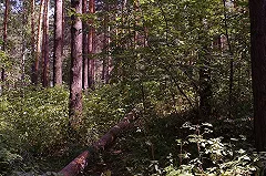 В Екатеринбурге сокращается площадь Уктусского лесопарка