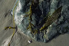 Контрабанда 3 тонн нефрита на 50 млн. рублей пресечена Дальневосточной таможней