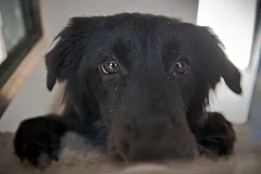 Дочь Марии Захаровой госпитализировали в Севастополе