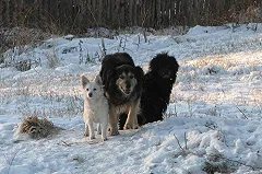Под Чебаркулем задержан мужчина, насмерть забивший собаку гвоздодером