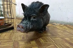 К мини-пигу, от которого отказались хозяева, выстроилась очередь новых