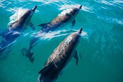 На Шри-Ланке спасли больше ста дельфинов, выбросившихся на берег