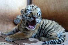 Новорожденного тигренка в честь Екатеринбурга назвали Катей