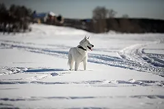 Куйвашев подарил щенка хаски 14-летней девочке из Красноуфимска