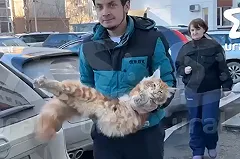 В Екатеринбурге погиб мейн-кун, застрявший в створе окна