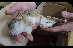 Милота дня. В московском зоопарке начали будить от спячки тушканчиков