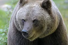 На Камчатке медведь загрыз рыбака