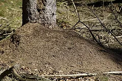 Матери найденной в Полетаево новорожденной предъявили окончательное обвинение