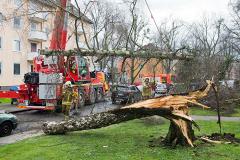 Гроза в Москве повалила 300 деревьев и повредила 22 автомобиля