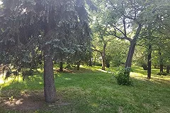 Ученый из Екатеринбурга научился выращивать ель-кипарис и обещает засадить Урал