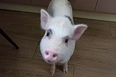 В Екатеринбурге семья сдала в приют домашнюю свинью из-за угроз соседа её съесть