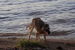 Тело подростка, утонувшего в ноябре при попытке спасти собаку, найдено в реке
